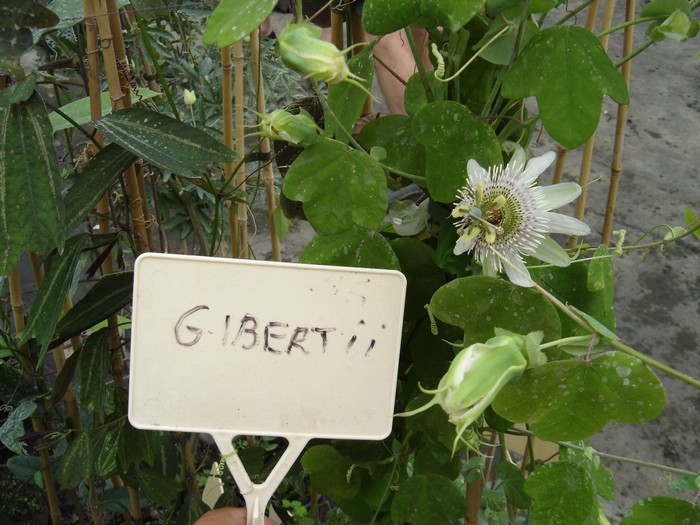 Passiflora gibertii 